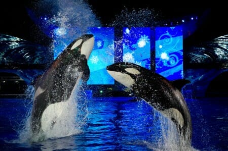 SeaWorld Orlando’s Christmas Celebration Kicks Off Nov. 22