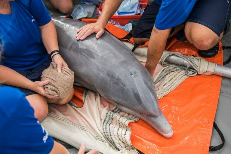 Seaworld Orlando, Georgia Aquarium And Florida Fish And Wildlife Conservation Commission Return Rehabilitated Dolphin Attacked By Shark