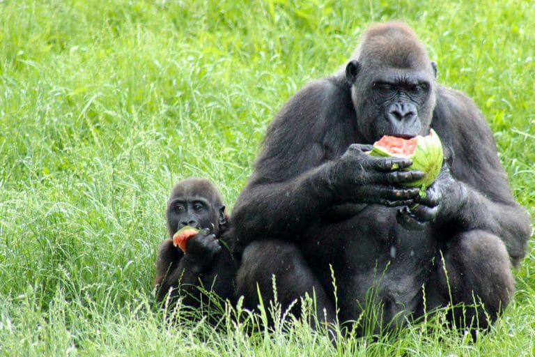 Pittsburgh Zoo Celebrates Baby Gorilla Frankie’s First Birthday!