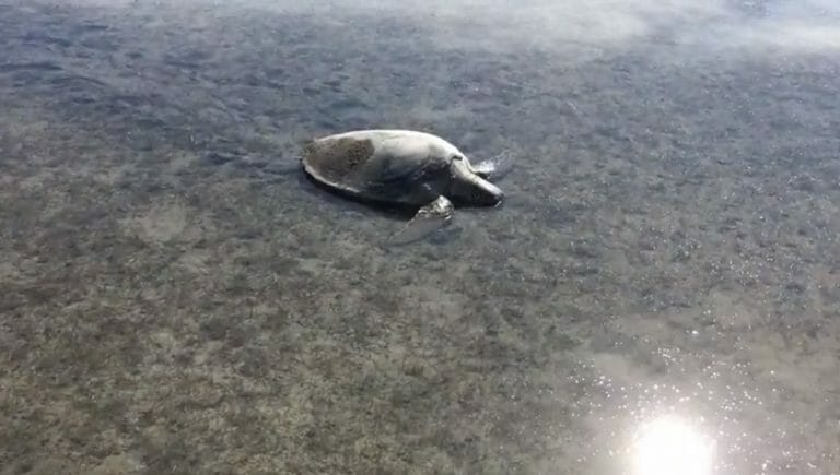 SeaWorld Rescues 13 Endangered Sea Turtles Along Texas Coastline
