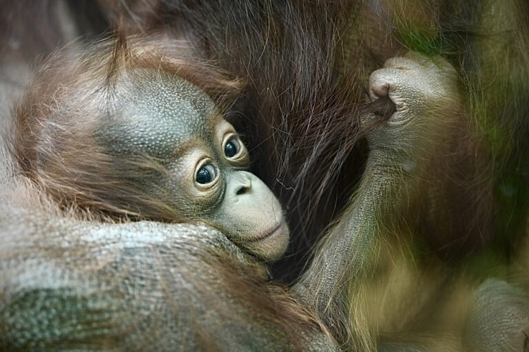Cleveland Metroparks Zoo Announces Birth Of Baby Orangutan