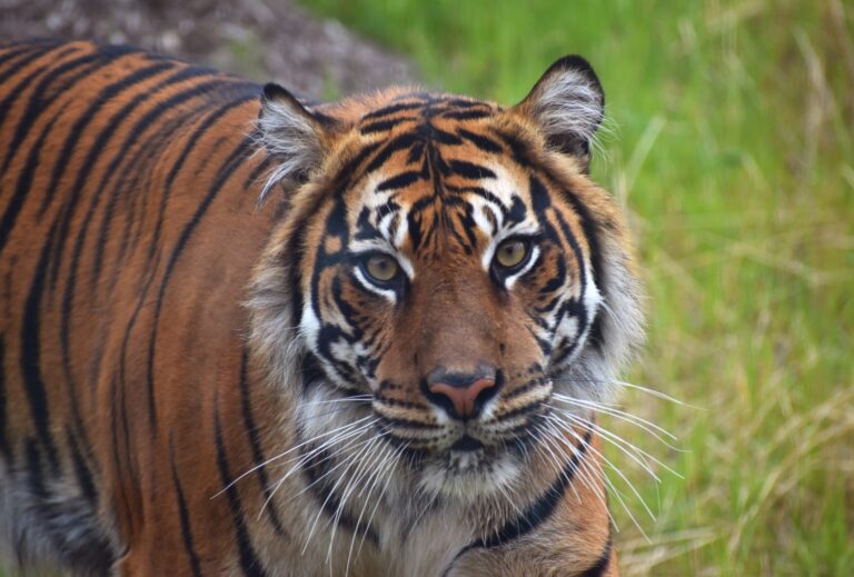 Wild Asia Opens at Akron Zoo