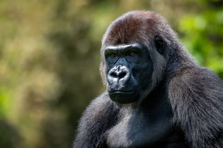 Pittsburgh Zoo Mourns Sudden Death of Beloved Gorilla, Ivan