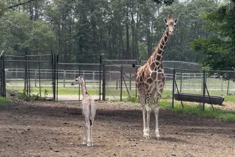 Six Flags Great Adventure Welcomes Baby Giraffe and New Veterinarian